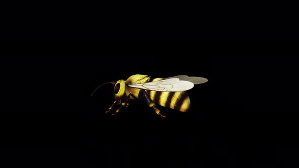 VideoHive Bee Back Side 34214897