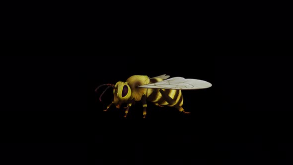 VideoHive Bee Front Side 34214898