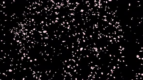 VideoHive Cherry Blossom Petals Explosion 4K 34236545