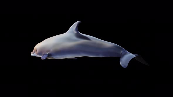 VideoHive Dolphin Swimming Back Side View 34214902