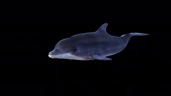 VideoHive Dolphin Swimming Front View 34214900