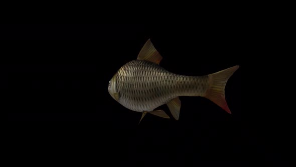 VideoHive Fish Slow Swimming – Back Side View 34214893
