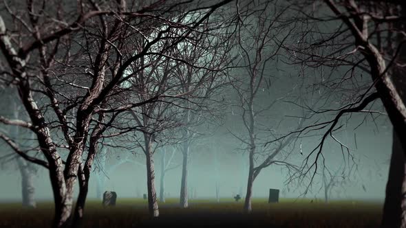 VideoHive Fog Forest 34180381
