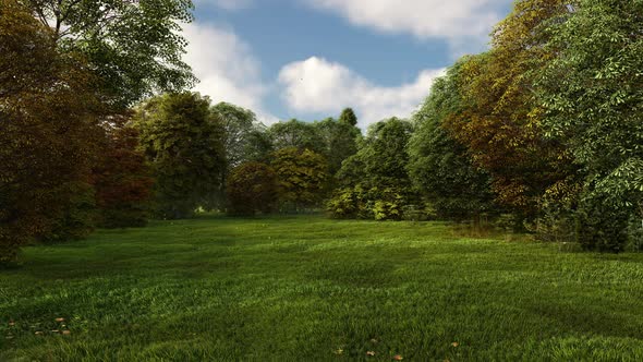 VideoHive GREENFIELD WITH GRASS WITH A BLUE SKY AND A FOREST IN SUMMER 2K 34162987