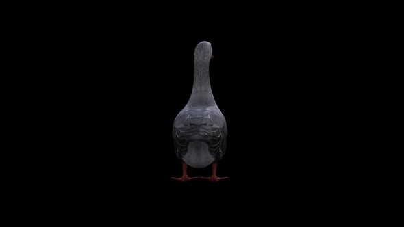 VideoHive Goose Idle Back 34257768