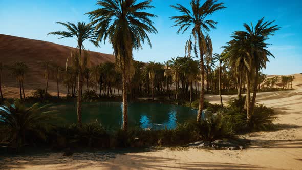 VideoHive Oasis with Palm Trees in Desert 34249651