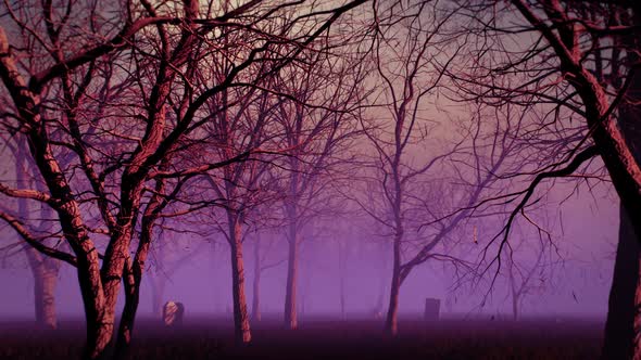 VideoHive Purple Fog Forest 4K 34236546