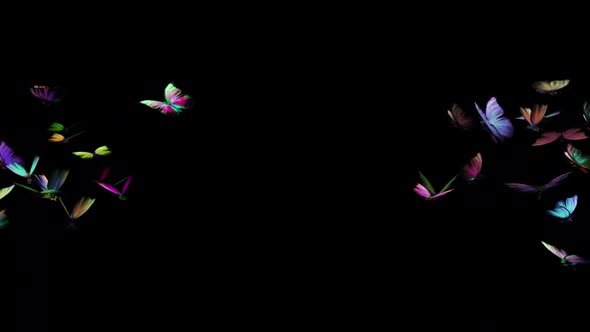 VideoHive Rainbow Butterflies - 2 Swarms of 21 - Flying Transition - Alpha Channel 34164161