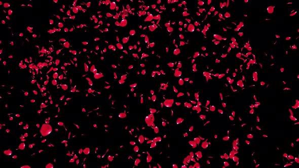 VideoHive Rose Petal Explosion 34255996