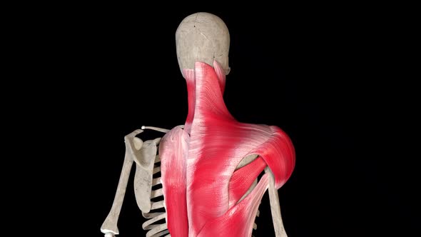 VideoHive Shoulder Movements 34256434