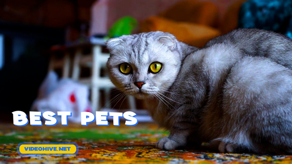 VideoHive Pets Slideshow 31470611