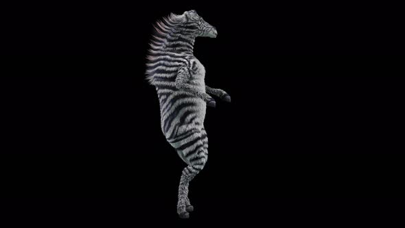 VideoHive 55 Zebra Dancing 4K 39003872