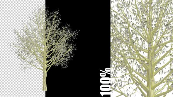 VideoHive Euro Tree Growth Animation 38995186
