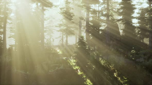 VideoHive Forest of Beech Trees Illuminated By Sunbeams Through Fog 39011811