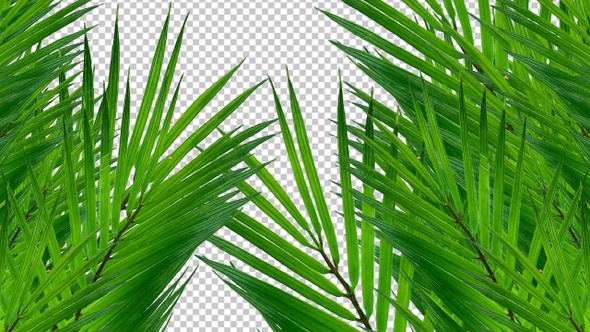 VideoHive Palm Tree Leaves Transition 38994226