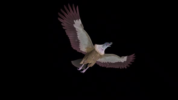 VideoHive Asian Vulture - Himalayan Griffon - Flying Bird - Down Angle View - Transparent Loop 38958814