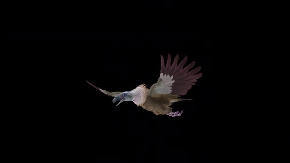 VideoHive Asian Vulture - Himalayan Griffon - Flying Bird - Side Angle - Transparent Loop 38958821