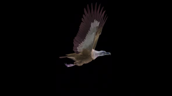 VideoHive Asian Vulture - Himalayan Griffon - Flying Bird - Side View - Transparent Loop 38958819