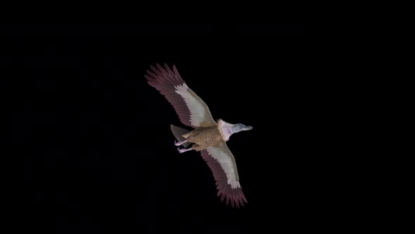 VideoHive Asian Vulture - Himalayan Griffon - Flying Bird - Transparent Transition 38958815