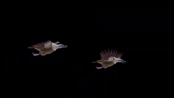 VideoHive Asian Vultures - Himalayan Griffons - Two Birds - Flying Transition - Alpha Channel 38958817