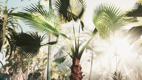 VideoHive Creative Tropical Green Leaves Nature Spring Concept 39011271