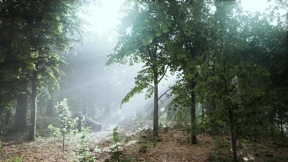 VideoHive Forest Trees Nature Green Wood Sunlight View 38969119