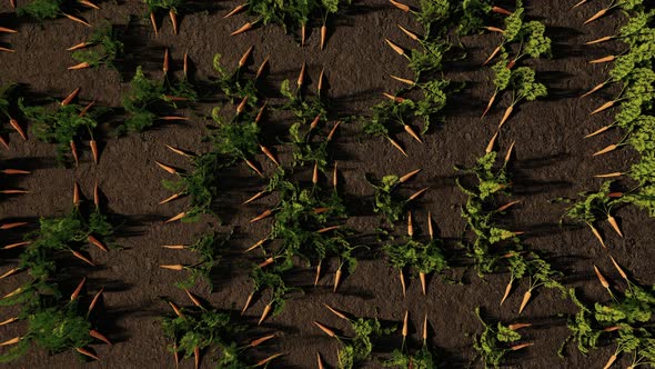 VideoHive Harvest Carrots In The Garden Top View 38930607