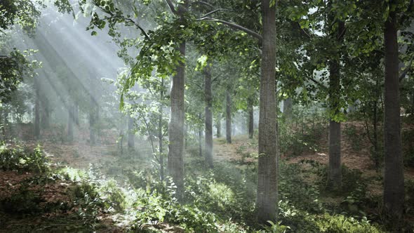 VideoHive Light Shining Down in Nature 38969083