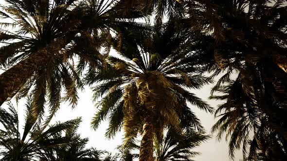 VideoHive Underside of the Coconuts Tree with Clear Sky and Shiny Sun 38972213